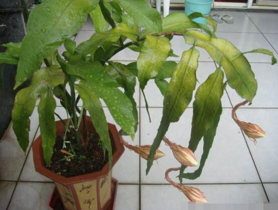 曇花換盆注意事項，只需要注意五個要點即可"