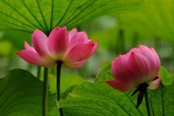 荷花冬天會開花嗎，華南地區冬天可以開花"