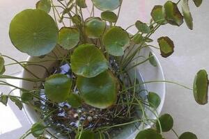 銅錢草葉子邊緣干枯，銅錢草葉子發黃怎么辦"