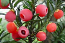 紅豆杉幾月份開花結果，春花秋熟（在春季開花秋季結果）"