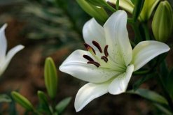 百合花花語代表什么，家庭美滿、偉大的愛"