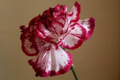 怎么讓康乃馨快速開花，康乃馨快速開花技巧"