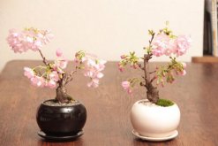 櫻花可以放在室內嗎，室內養護一定要加強光照"