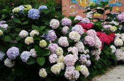 繡球花的養殖方法和注意事項，溫度控制在18-28℃之間最為合適"