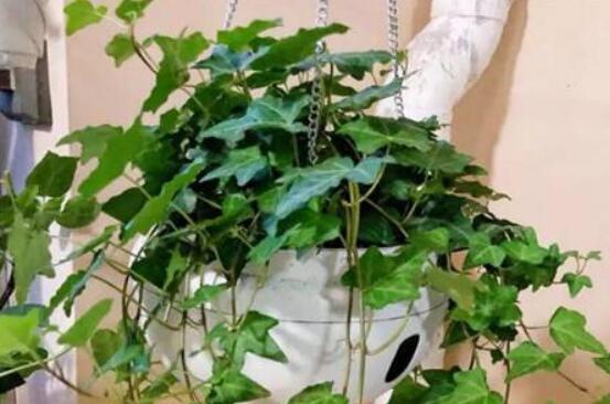 常春藤開花嗎，花期從秋季一直到春季"