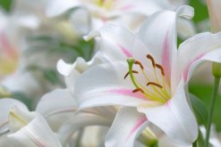 百合花花語和含義，五種百合花的花語和含義介紹"
