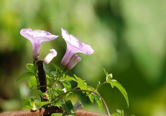 牽?；ǖ幕ㄕZ是什么，牽?；ù碇鴲矍椤⒗潇o、虛幻、愛情永固"
