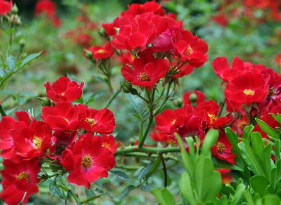 薔薇花葉子發黃怎么辦，薔薇花葉子發黃解決辦法"