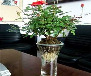 怎樣使盆栽月季花開不斷"
