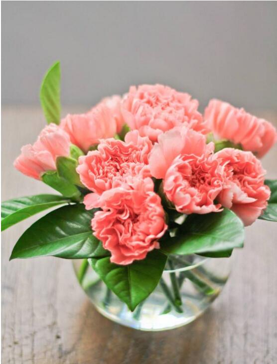 康乃馨盆栽怎么養(yǎng)才長(zhǎng)得好，5種方法讓你盆栽亭亭如蓋"