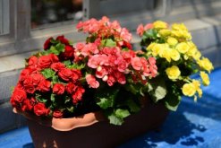 盆栽玫瑰花冬天怎么養，保證光照充足并減少肥水"