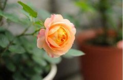 月季花怎么澆水，月季花的澆水方法"
