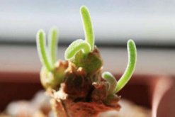 碧光環怎么種植，4步即可完成碧光環的種植"