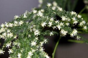 文竹會開花嗎，文竹開花有什么兆頭/很難開花"