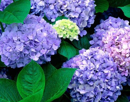 繡球花爛根了怎么辦，繡球花爛根解決辦法"