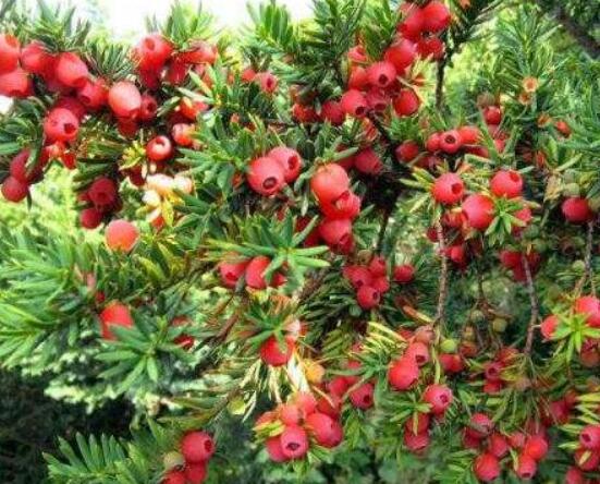 紅豆杉種子怎么種，做好這四點就會生根發芽"