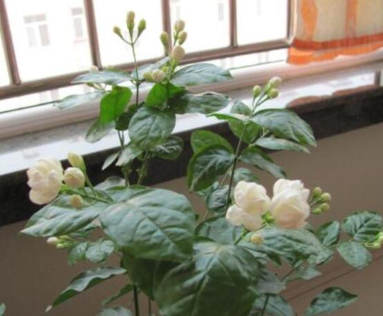 茉莉花種植方法，擇生長健康當年生種子/疏松透氣土壤"