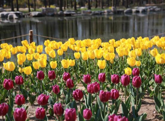 郁金香什么時候開花，每年3-5月開花"