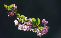 家里為什么不能海棠花，家里養(yǎng)海棠花不吉利"