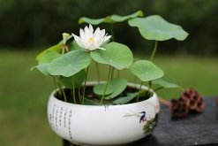 荷花能在室內養嗎，可以在室內養但要做好以下幾點"
