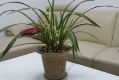 怎么區分蘭花品種分類，從葉子區分蘭花品種"