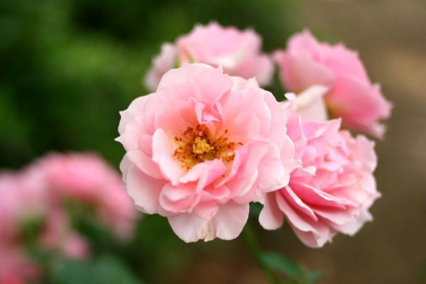 薔薇種植方法及時間，一年四季任意時段都可栽培