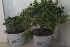 燕子掌冬天怎么養殖，做好以下4點可保植株順利越冬"