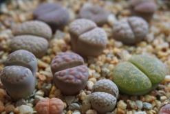 生石花最合適光照度，只需要在夏季適當遮陰即可"