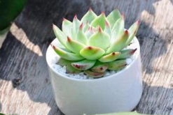 怎么養多肉植物長得快，保證光照充足是關鍵"