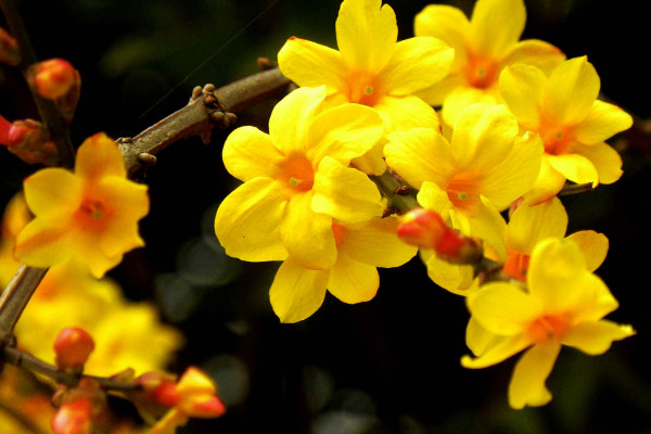 春天開的常見的花，迎春花/桃花/杜鵑花/春蘭等"