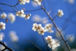 櫻花修剪季節(jié)，櫻花的修剪在夏秋季節(jié)"