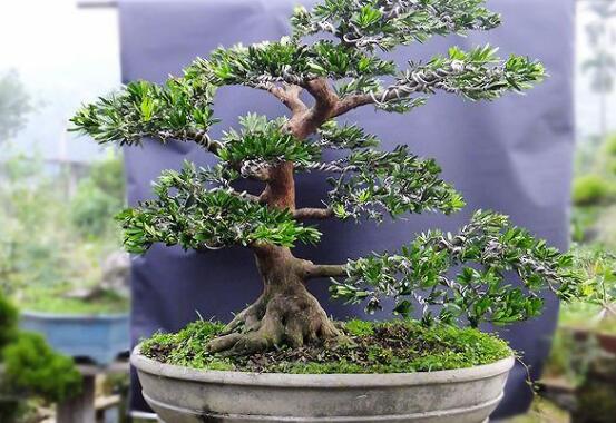 羅漢松有毒嗎，羅漢松可以在臥室養嗎"