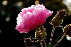 芙蓉花葉子蔫了怎么辦，找到原因立即處理"