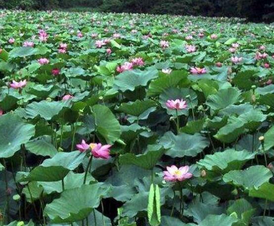 迎賓芙蓉怎么繁殖，盤點(diǎn)最實(shí)用的四大繁殖方法"
