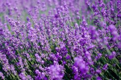 薰衣草有幾種顏色，五種（藍色、紫色、藍紫色、白色、粉紅色）"
