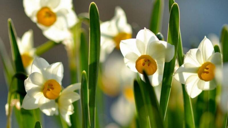 水仙花開完花怎么處理"