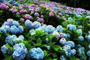 繡球花怎么繁殖，繡球花的扦插方法"