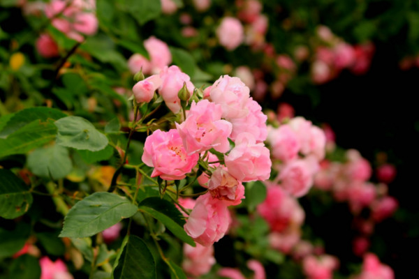 薔薇花怎么種植，播種時(shí)間選擇春秋兩季為宜"