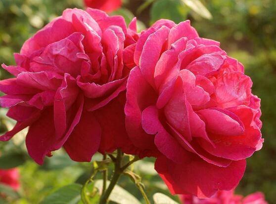 玫瑰花葉子發(fā)黃怎么辦，玫瑰花葉子發(fā)黃解決辦法"