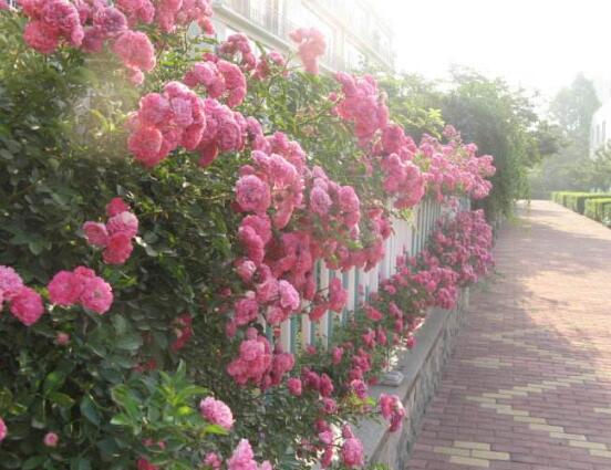 薔薇花語是什么，薔薇花語代表著美好的愛情與愛的思念"