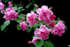 薔薇花什么季節種植，一年四季都可以"