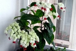 龍吐珠花怎么養(yǎng)，保證充足的光照以及合理肥水"