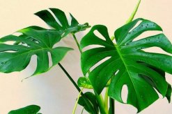 龜背竹除甲醛嗎，可以除甲醛但效果一般"