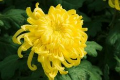 菊花室外能過冬嗎，只有南方地區才能室外過冬"