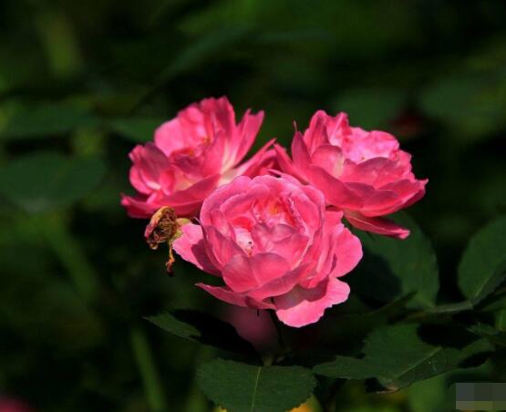 薔薇花怎么不開花，教你三種原因以及解決方法"