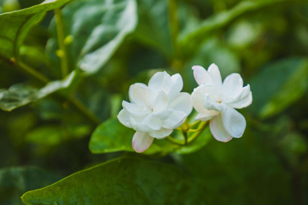 茉莉花怎么剪枝，修剪殘花/徒長枝葉/病枝弱葉"