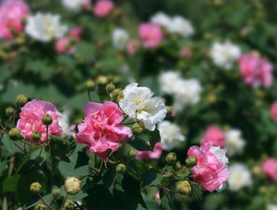 木芙蓉花的病蟲害及其防治，盤點(diǎn)四種常見(jiàn)病蟲害"
