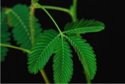 含羞草什么時(shí)候澆水，在溫度適宜的時(shí)候澆水"