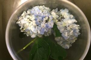 繡球花為什么蔫了，繡球花蔫了怎么辦"