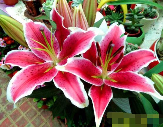 香水百合花語，一種純潔、一種與世無爭"